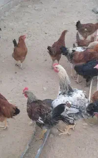 ۴۰عدد خروس هیکلی نژاد ژاپنی