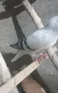 کبوتر