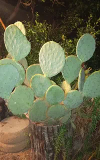 گل کاکتوس بشقابی و قدی به ارتفاع 1.5متر