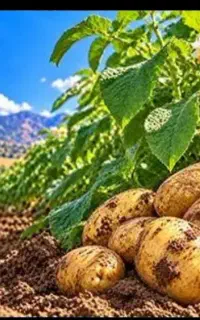 با کودهای کروا بیشتر برداشت کن