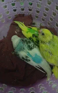 جوجه مرغ عشق و جوجه عروس