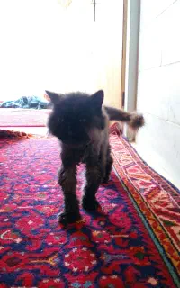 واگذاری گربه