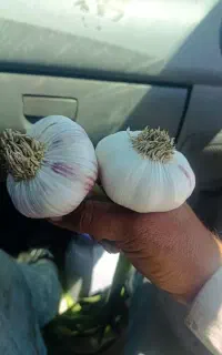 سلام و عرض ادب سیر درجه یک مخصوص بذری بدون قارچ