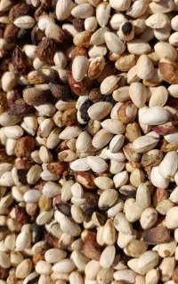 پسته پوک و گو