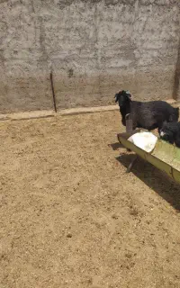بره چاق