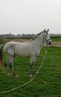 فروش اسب کرد رنگ نیله ای