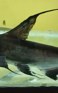 پنگوسی شکاری و دراگون