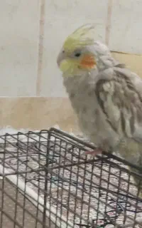 گم شده