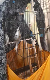 عروس هلندی