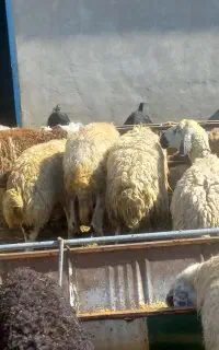 میش وبره جوان و سالم