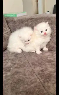 بچه گربه پرشین لطفا آگهی رو بخونید