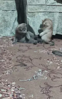 سندی وملوس اسکاتیش نروماده