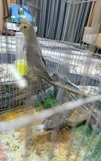 یک جفت عروس هلندی
