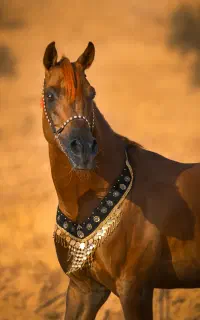 سیلمی عرب مصری جهت کشش