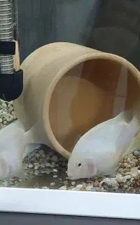 پرت پولار اور سایز