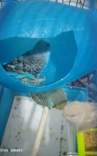 مرغ عشق