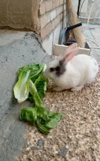 خرگوش