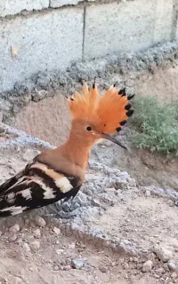 مرغ عشق