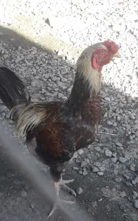 دو عدد خروس