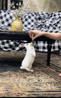 خرگوش چشم طوسی