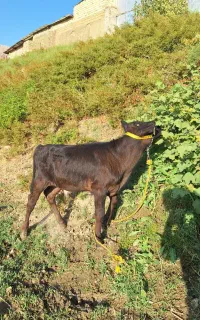 گوساله نر