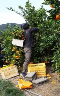باغدار جهرمی کوددهی اصولی باغ پرتقالت رو جدی بگیر