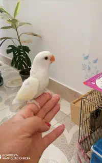 جوجه طوطی برزیلی 30روزه