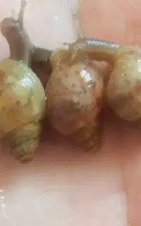 حلزون مولد و جوجه حلزون