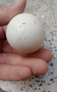 سنگ آسیاب اصل
