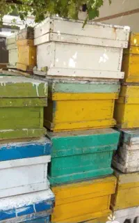 فروش کندو خالی