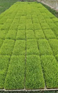 توم هاشمی طبیعی، سبز درجه یک، آماده نشا