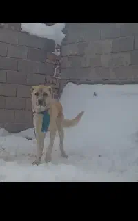 این سگ سرابی دست هرکی است