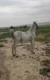 اسب کرد نریان