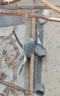پرنده طاوسی یاهمون شاتوچینی
