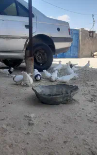 کبوتر