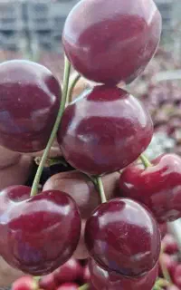 گیلاس خوشه ای برای کمپوت