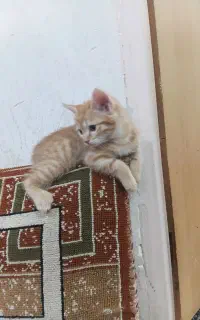 واگذاری گربه