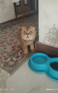 اسکاتلیش گلد نر
