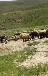 گوسفند و بره و بز مایه شریکی یا کرایه ای