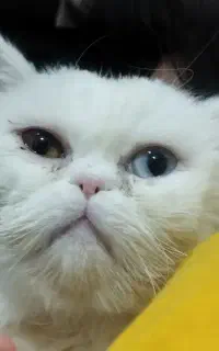 گربه نژاددارکاملا اصیل