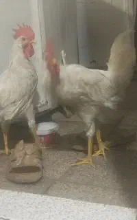 دوتا خروس