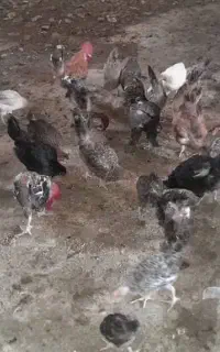 مرغ وخروس