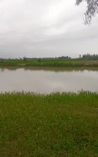 فروش بچه ماهی گرمابی کپور آمور آزاد