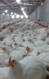 کارگر ماهر مرغداری