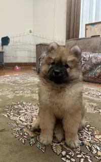توله چاو چاو (chow chow)