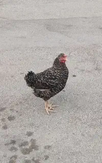 مرغ
