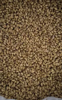سوتی قورقا تمیز پوکا