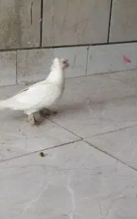کبوتر