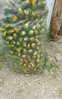 خیار گل خونه