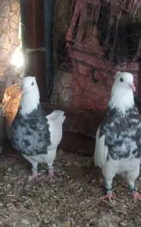 کبوتر طوقی(باشت)